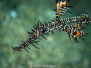 Ornate Ghost Pipefish
Dumaguete, Philippines by Robin Bateman 
